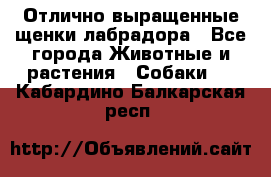 Отлично выращенные щенки лабрадора - Все города Животные и растения » Собаки   . Кабардино-Балкарская респ.